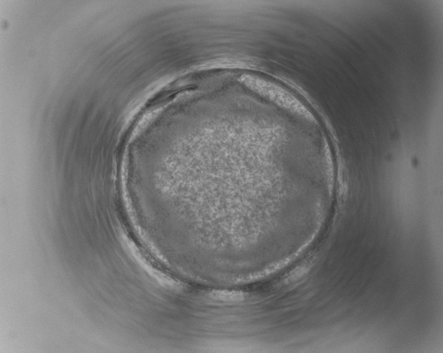 X0000051240437200507152127