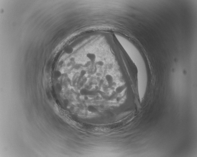 X0000051240487200507152127