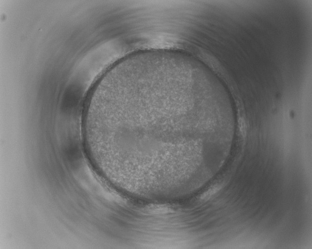 X0000051240534200507152126