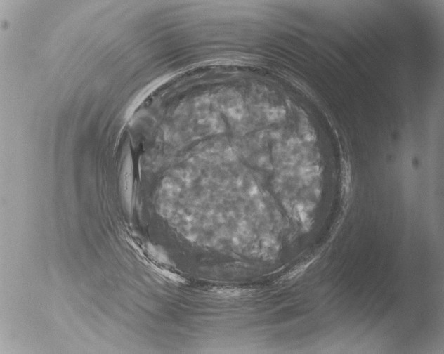 X0000051240829200507152121