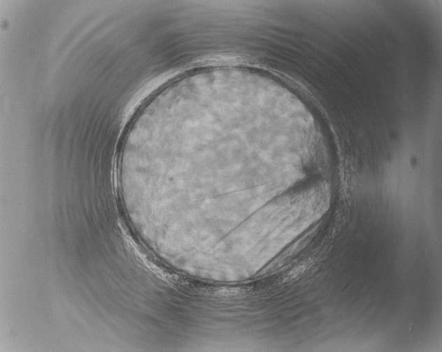 X0000051240839200507152121