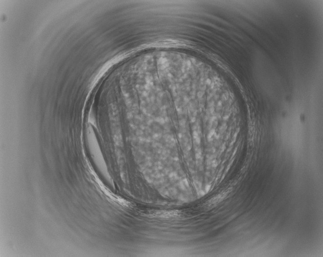 X0000051240845200507152121