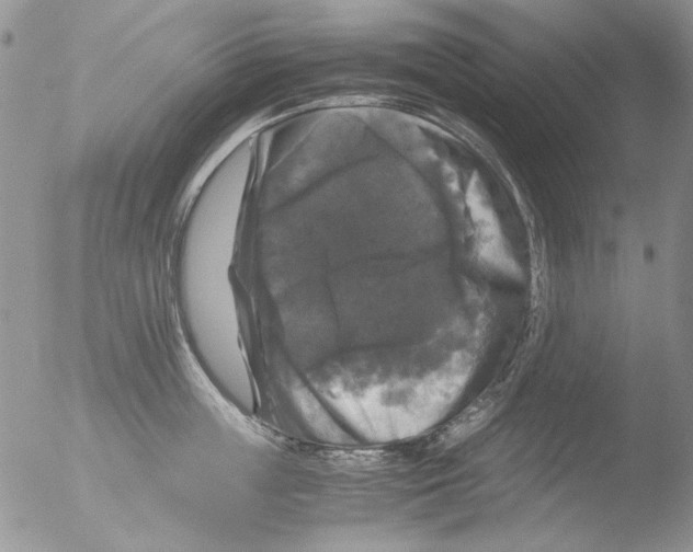 X0000051240859200507152121