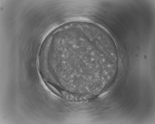 X0000051240999200507152118