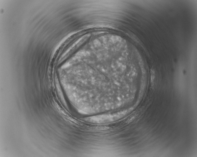 X0000051241068200507152117