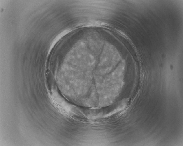 X0000051241138200507152116