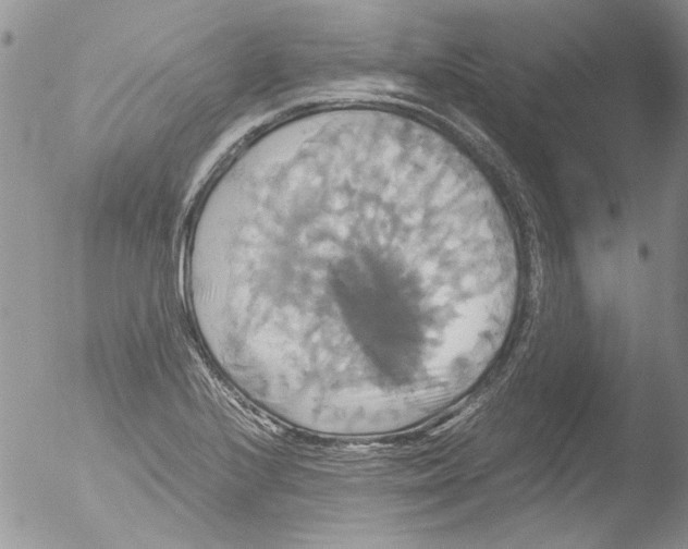 X0000051241224200507152115