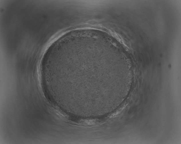 X0000051250295200506171142