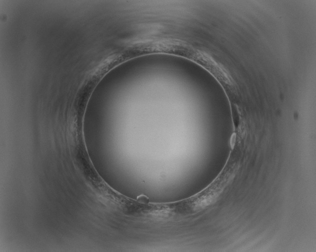 X0000051250306200506171142