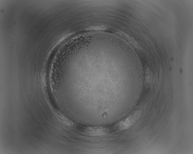 X0000051250351200506171141