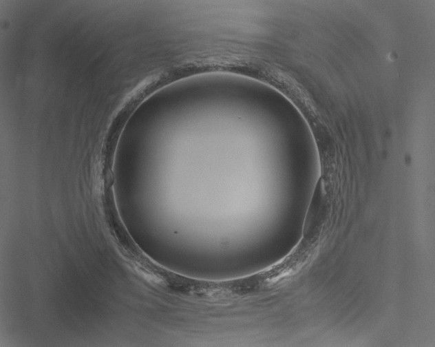 X0000051250395200506171141