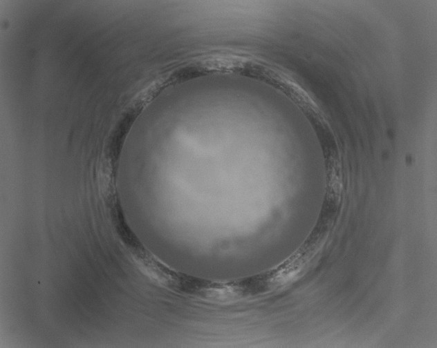 X0000051250411200506171141