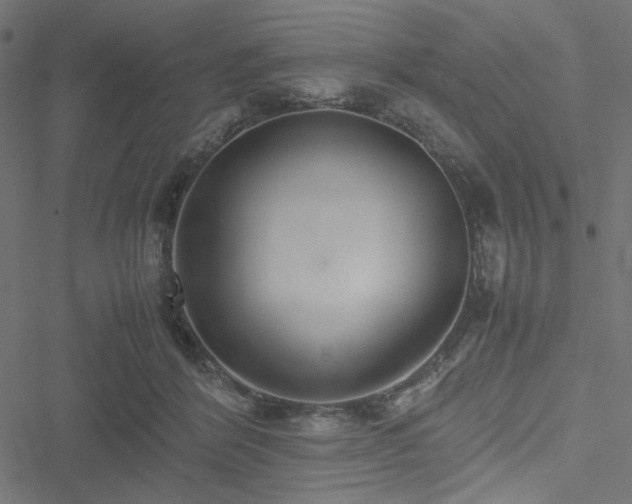 X0000051250412200506171141