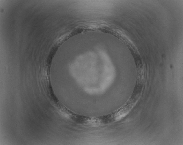 X0000051250415200506171141