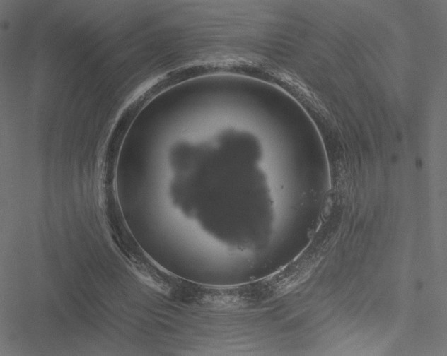 X0000051250440200506171140