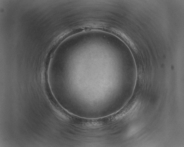 X0000051250445200506171140