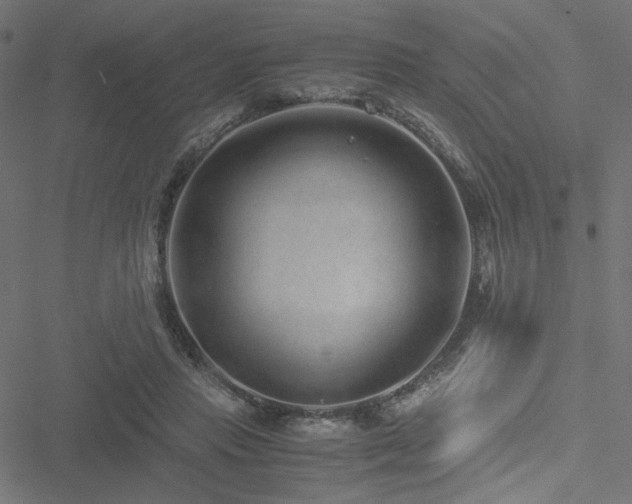 X0000051250453200506171140