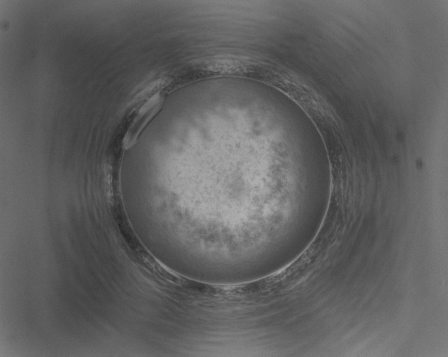 X0000051250696200506171136