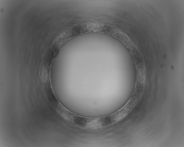 X0000051250705200506171136