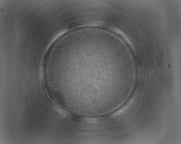 X0000051250827200506171133