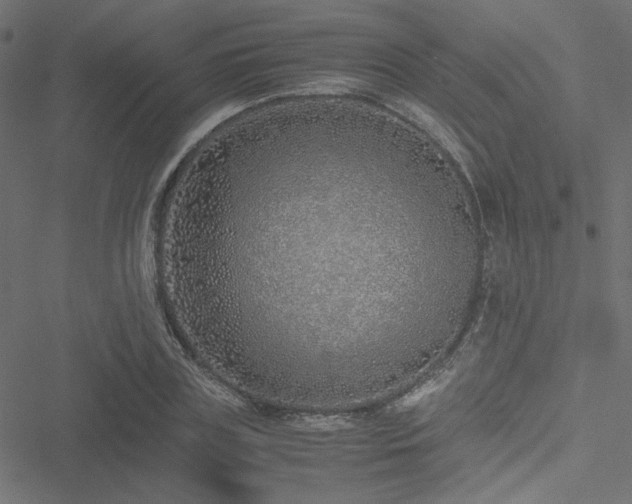 X0000051250835200506171133