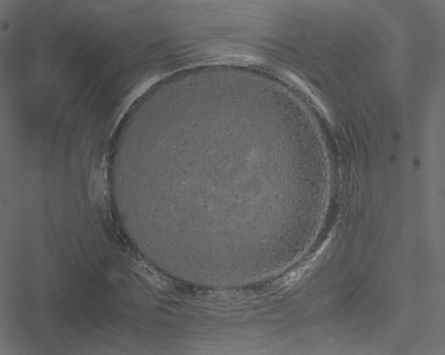 X0000051250875200506171133