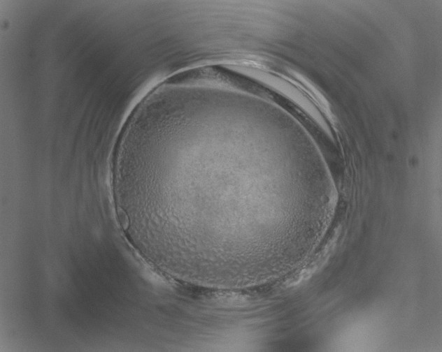 X0000051250907200506171132