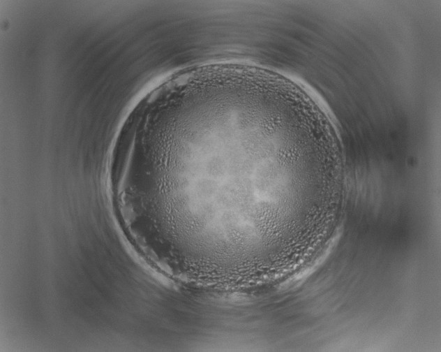 X0000051250957200506171132