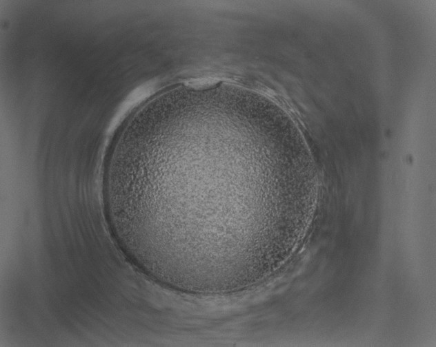 X0000051250006200506241558