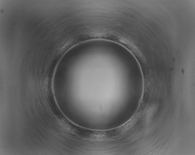 X0000051250066200506241557