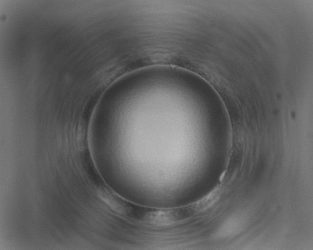 X0000051250082200506241557