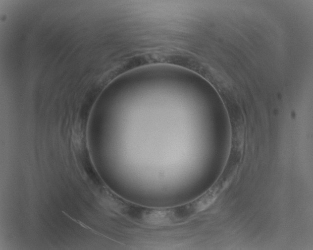 X0000051250129200506241556