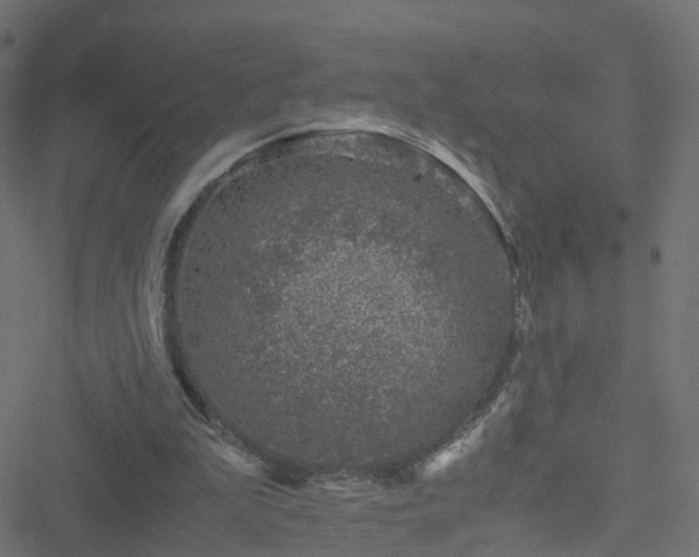 X0000051250199200506241555