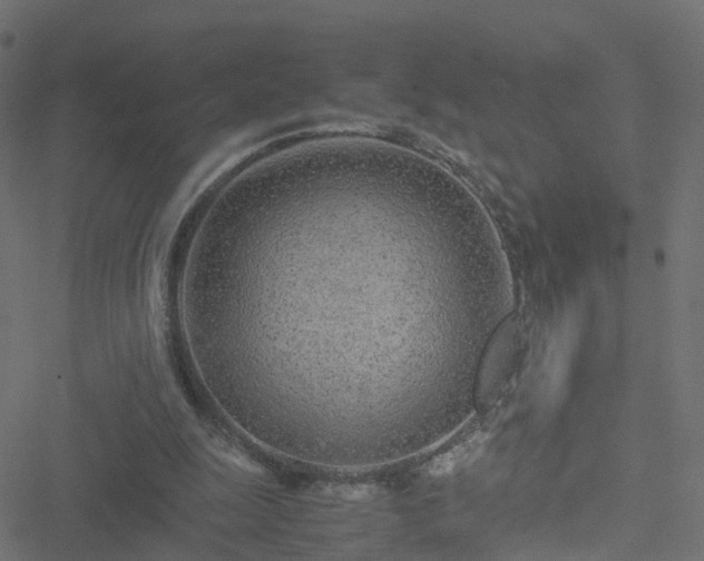 X0000051250247200506241554