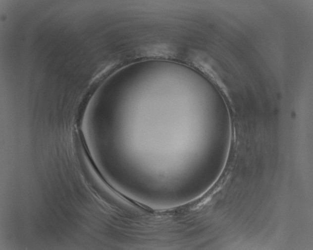 X0000051250249200506241554