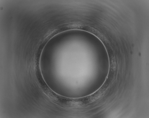 X0000051250255200506241554