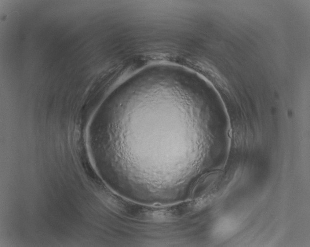 X0000051250365200506241552