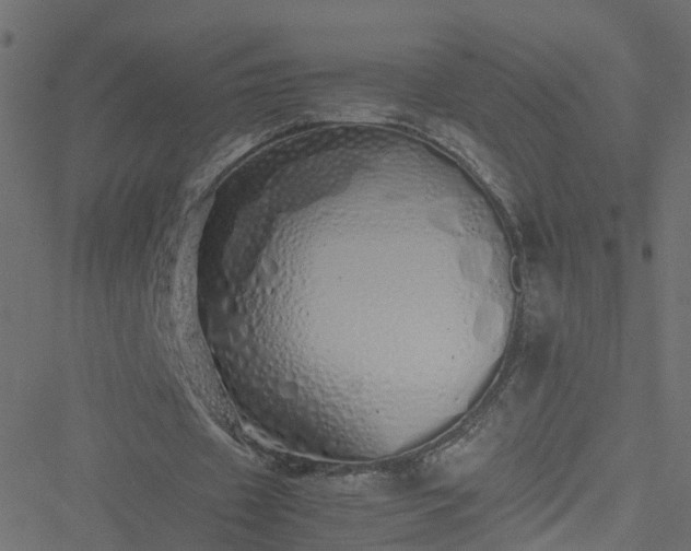 X0000051250433200506241550