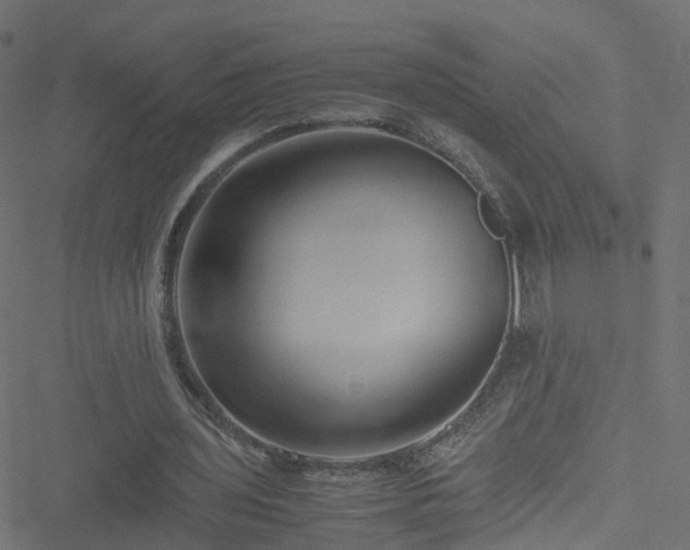 X0000051250435200506241550