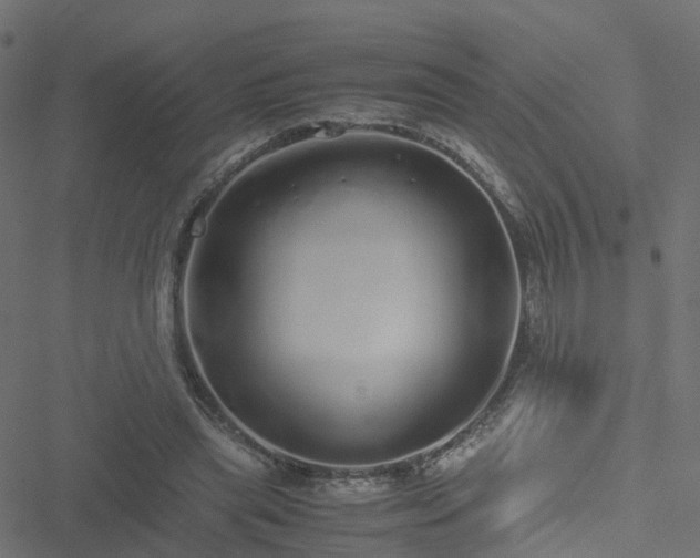 X0000051250445200506241551