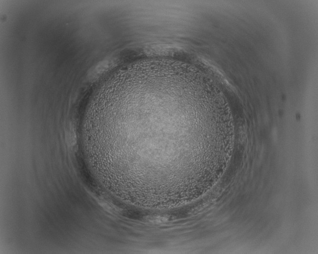 X0000051250687200506241547