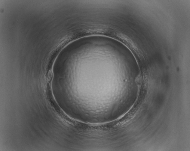 X0000051250729200506241546