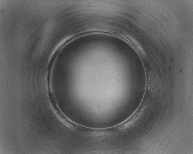 X0000051250796200506241545