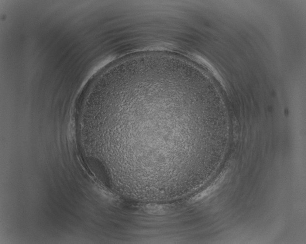 X0000051250827200506241544