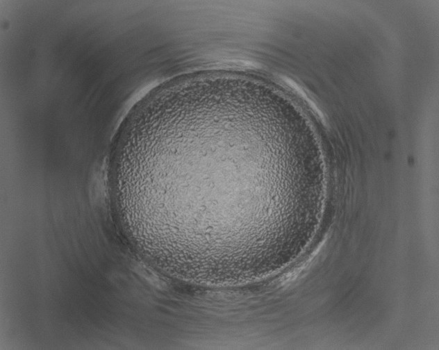 X0000051250875200506241544