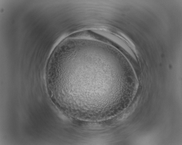 X0000051250907200506241543