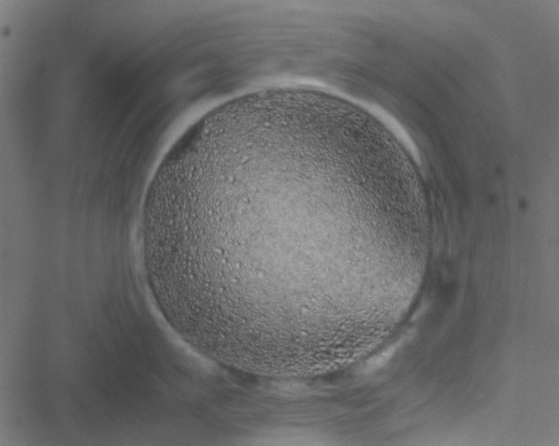 X0000051250911200506241543