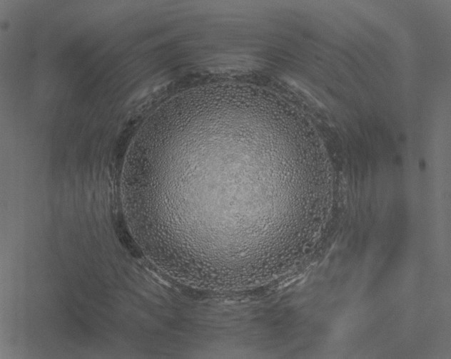 X0000051250917200506241542