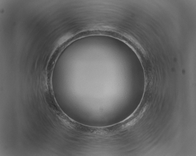 X0000051250974200506241542