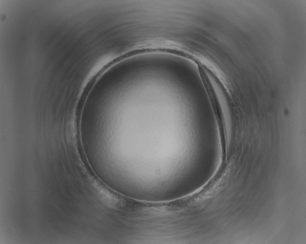 X0000051250990200506241542